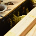 Healthy Hive Syrup Supplement